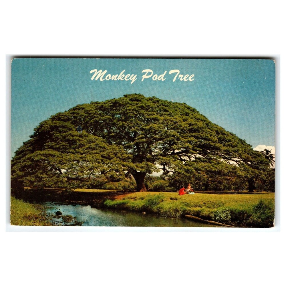 Vintage Hawaiian Monkey Pod Tree Mirro-Krome Postcard, Ray Helbig S-198